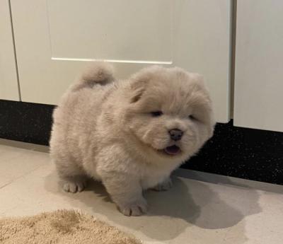 chow chow puppies for Sale  WHATSAPP: +97152 916 1892