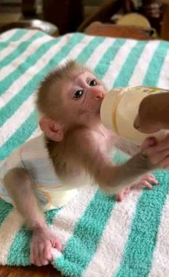  Beautiful White Face Capuchin Monkey for sale -WHATSAPP: +97152 916 1892