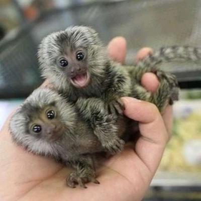  Marmoset monkeys for sale.WHATSAPP: +97152 916 1892