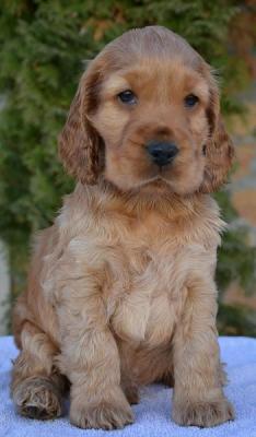 English Cocker Spaniel puppies