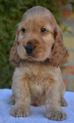 English Cocker Spaniel puppies - Vienna Dogs, Puppies