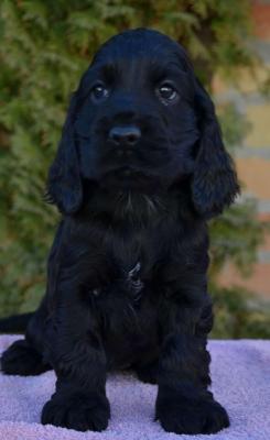 English Cocker Spaniel puppies - Vienna Dogs, Puppies