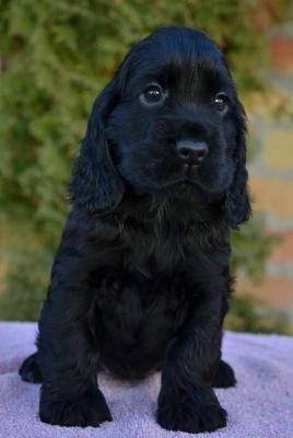 Chiots Cocker Spaniel anglais - Paris Dogs, Puppies