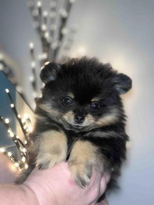 Pomeranian, miniature puppies - Vienna Dogs, Puppies