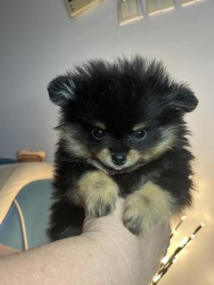 Pomeranian, miniature puppies - Vienna Dogs, Puppies