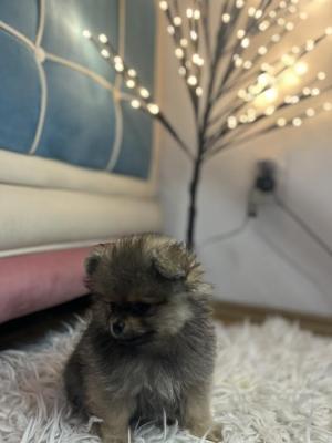 Pomeranian, miniature puppies - Vienna Dogs, Puppies