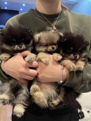 Pomeranian, miniature puppies - Vienna Dogs, Puppies