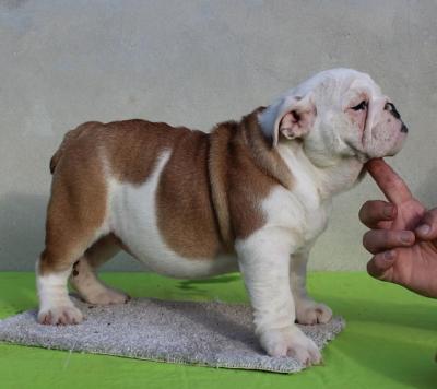 English Bulldog, female puppies - Vienna Dogs, Puppies