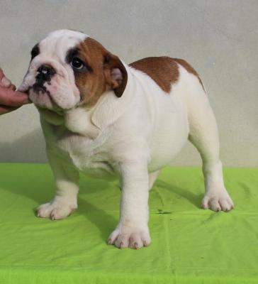 English Bulldog, female puppies - Vienna Dogs, Puppies