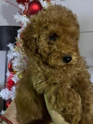 MINI POODLE - Vienna Dogs, Puppies