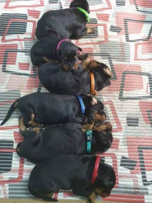 Doberman puppies - Vienna Dogs, Puppies