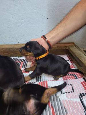 Doberman puppies - Vienna Dogs, Puppies