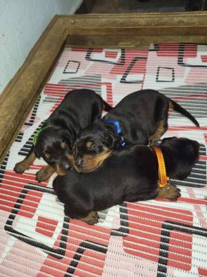 Doberman puppies - Vienna Dogs, Puppies