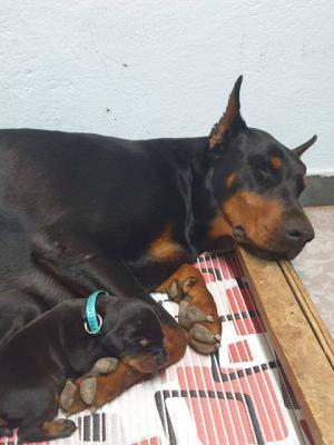 Doberman puppies - Vienna Dogs, Puppies