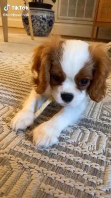 Cavalier King Charles Spaniel puppies for Sale  WHATSAPP: +97152 916 1892