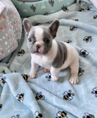  French bulldog ready to go WHATSAPP: +97152 916 1892