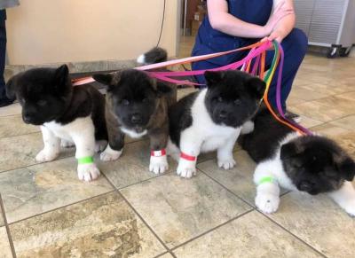  Bear head Akita puppies WHATSAPP: +97152 916 1892