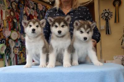 Sweet Siberian Husky Puppies - Dubai Dogs, Puppies