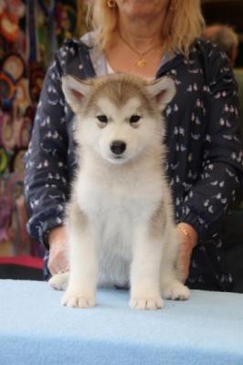 Sweet Siberian Husky Puppies - Dubai Dogs, Puppies