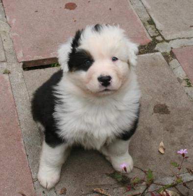 Australian Shepherd - Dubai Dogs, Puppies