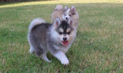 ACA Siberian Husky - Dubai Dogs, Puppies