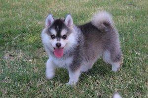 ACA Siberian Husky - Dubai Dogs, Puppies