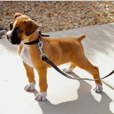 Cute Boxer Puppies - Dubai Dogs, Puppies