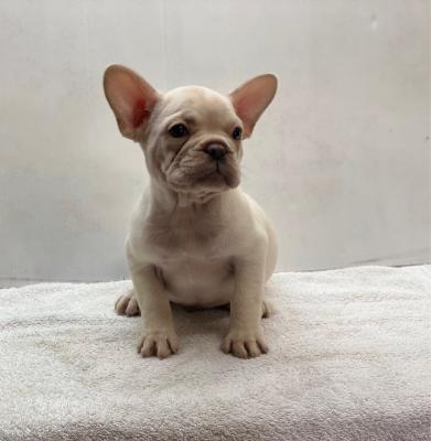 FRENCH BULLDOG PUPPIES - Dubai Dogs, Puppies