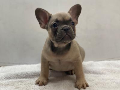 FRENCH BULLDOG PUPPIES - Dubai Dogs, Puppies