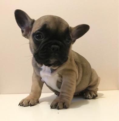 FRENCH BULLDOG PUPPIES - Dubai Dogs, Puppies