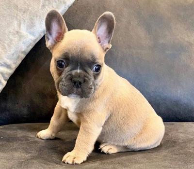 FRENCH BULLDOG PUPPIES - Dubai Dogs, Puppies