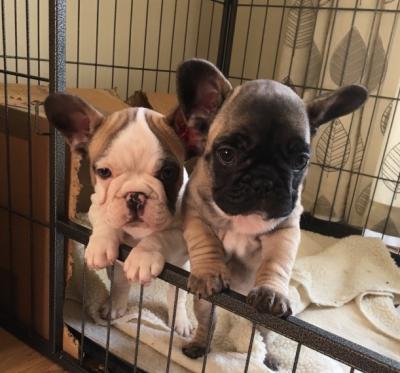 Charming French Bulldogs  - Dubai Dogs, Puppies