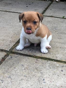 Home raised jack Russel puppies for rehoming