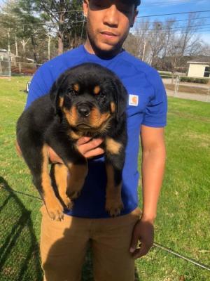 12 weeks old Rottweiler Puppies for Adoption