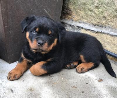 Male and female Rottweiler puppies for pet lovers.