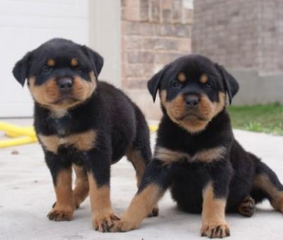 Top Quality Rottweiler Puppies