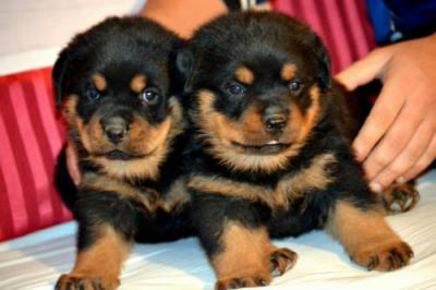 Top Quality Rottweiler Puppies - Dubai Dogs, Puppies