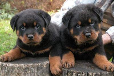 Top Quality Rottweiler Puppies - Dubai Dogs, Puppies