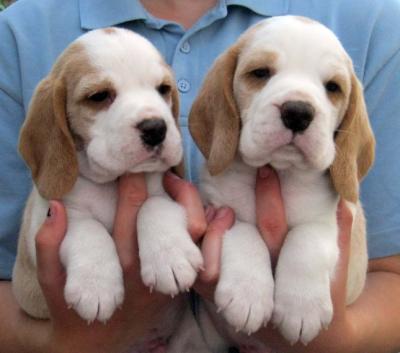 Gorgeous Beagle Puppies - Dubai Dogs, Puppies