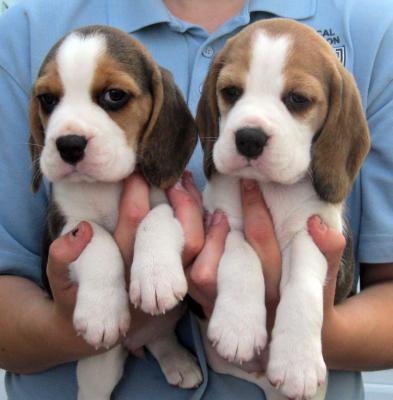 Gorgeous Beagle Puppies - Dubai Dogs, Puppies