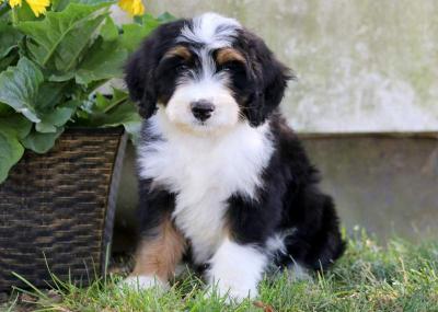 Cute looking Bernedoodles - Dubai Dogs, Puppies