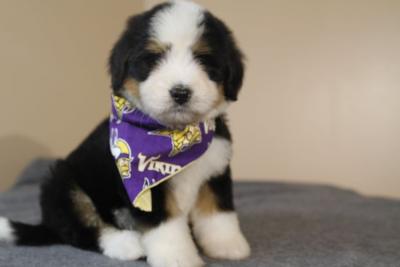 Cute looking Bernedoodles - Dubai Dogs, Puppies