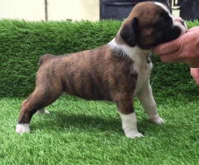 Home Trained Boxer Puppies - Dubai Dogs, Puppies