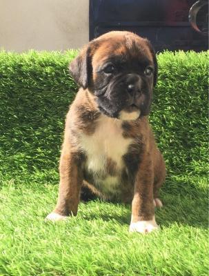 Home Trained Boxer Puppies - Dubai Dogs, Puppies