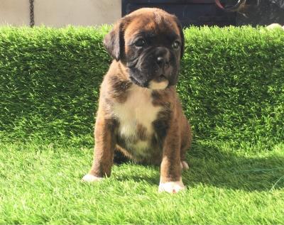 Home Trained Boxer Puppies - Dubai Dogs, Puppies