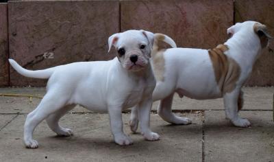 Ameriucan Pitbuill puppies  - Dubai Dogs, Puppies