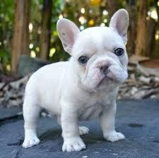  French bulldog ready to go WHATSAPP: +97152 916 1892