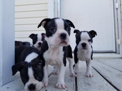 Quality Boston Terrier Puppies  WHATSAPP: +97152 916 1892