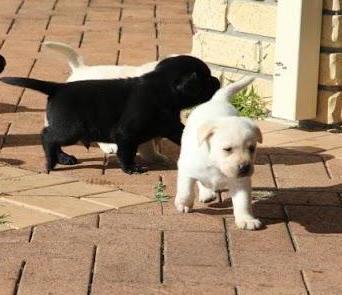  AMAZING LABRADOR RETRIEVER PUPPIES  WHATSAPP: +97152 916 1892