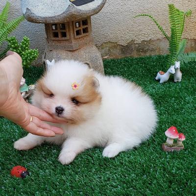 adorable Pomeranian puppies for Sale  WHATSAPP: +97152 916 1892